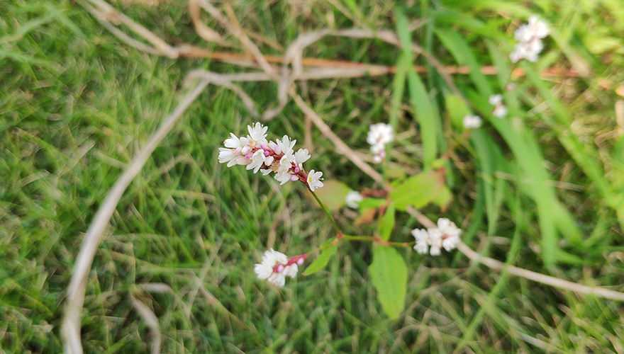 地上的小花