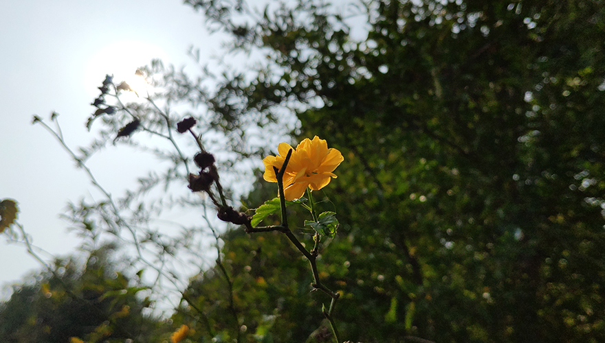 一朵小花