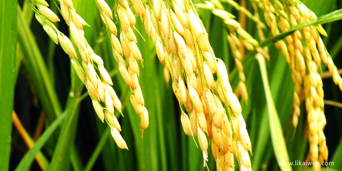 金黄的稻穗